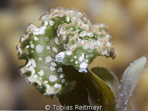 Lettuce Sea Slug at night Three Peaks, Exumas by Tobias Reitmayr 